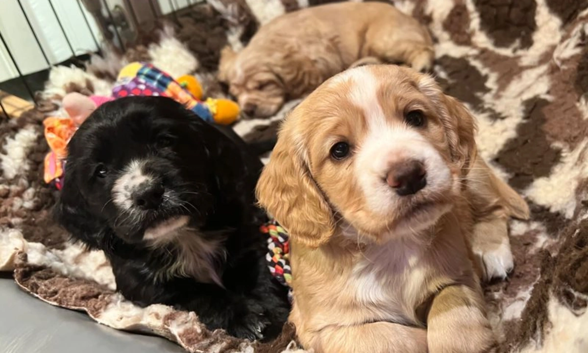 Two small spaniel puppies on a rug close together looking at the camera with another puppy curled up asleep in the background