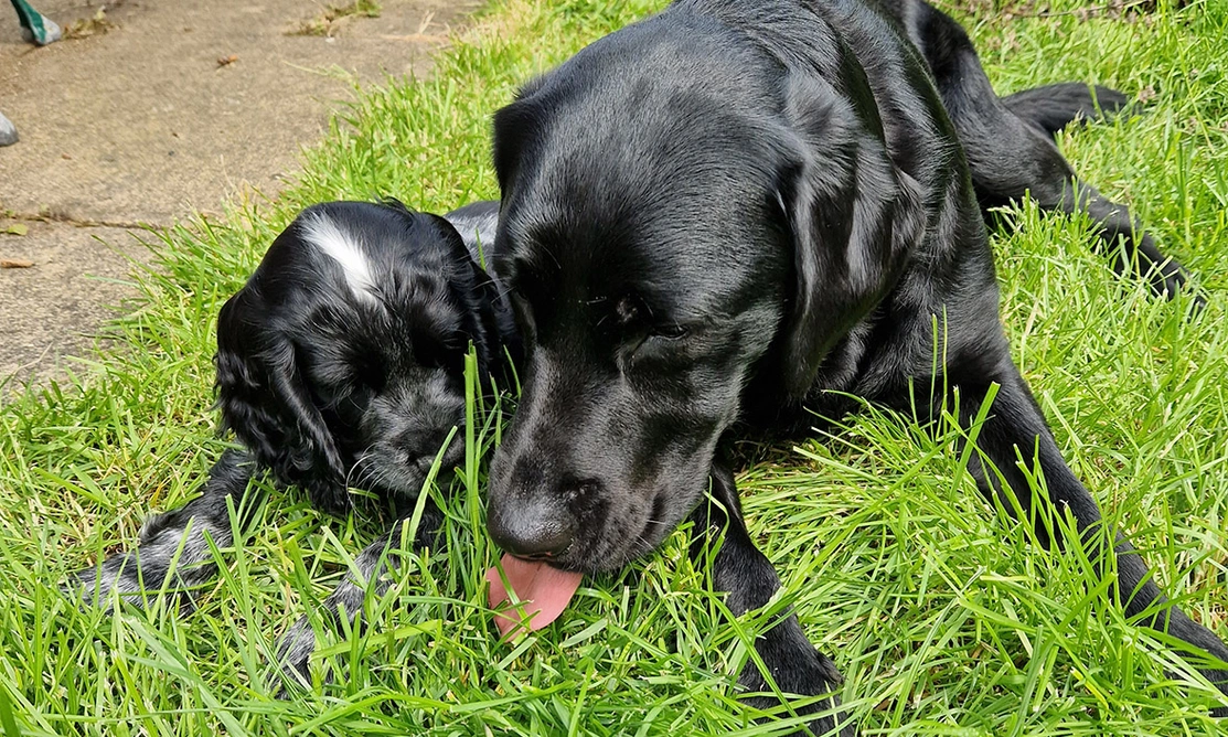 Blue roan spaniel puppy laying next to black Labrador on the grass