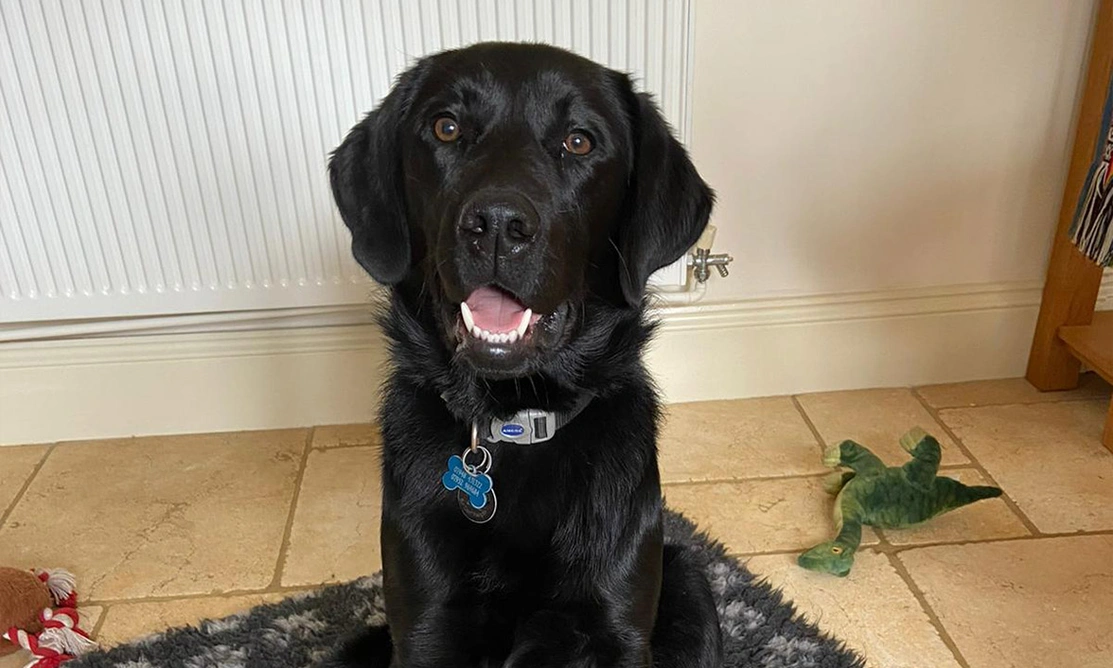 Black Labrador sitting and smiling