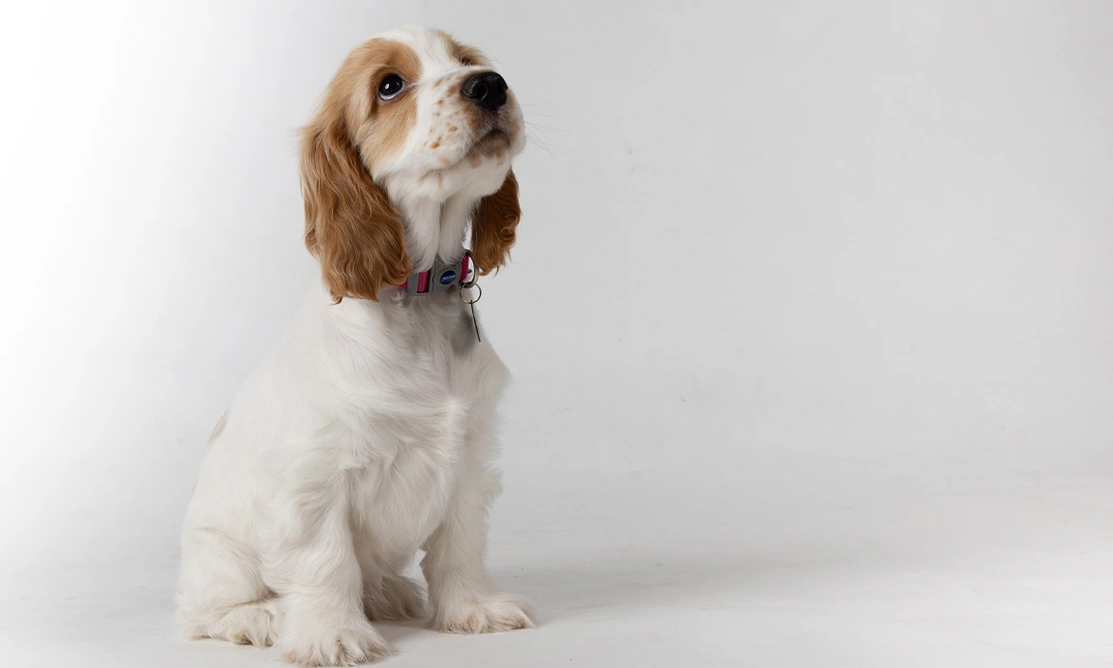 Orange roan spaniel sitting in front of white background photography studio