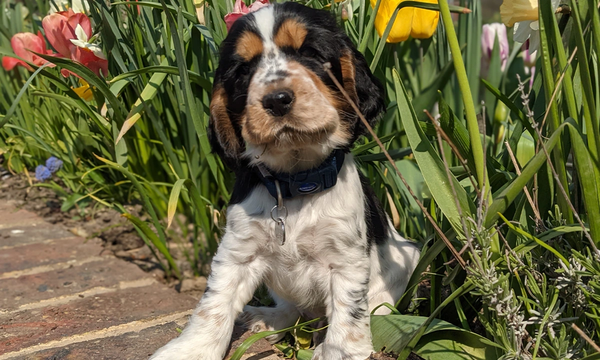 A multi-coloured spaniel 6 week old puppy emerging from some grass and flower son a sunny day