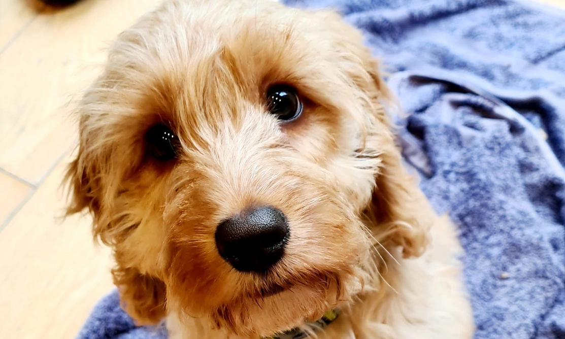 Golden fluffy Cockapoo looking directly into camera