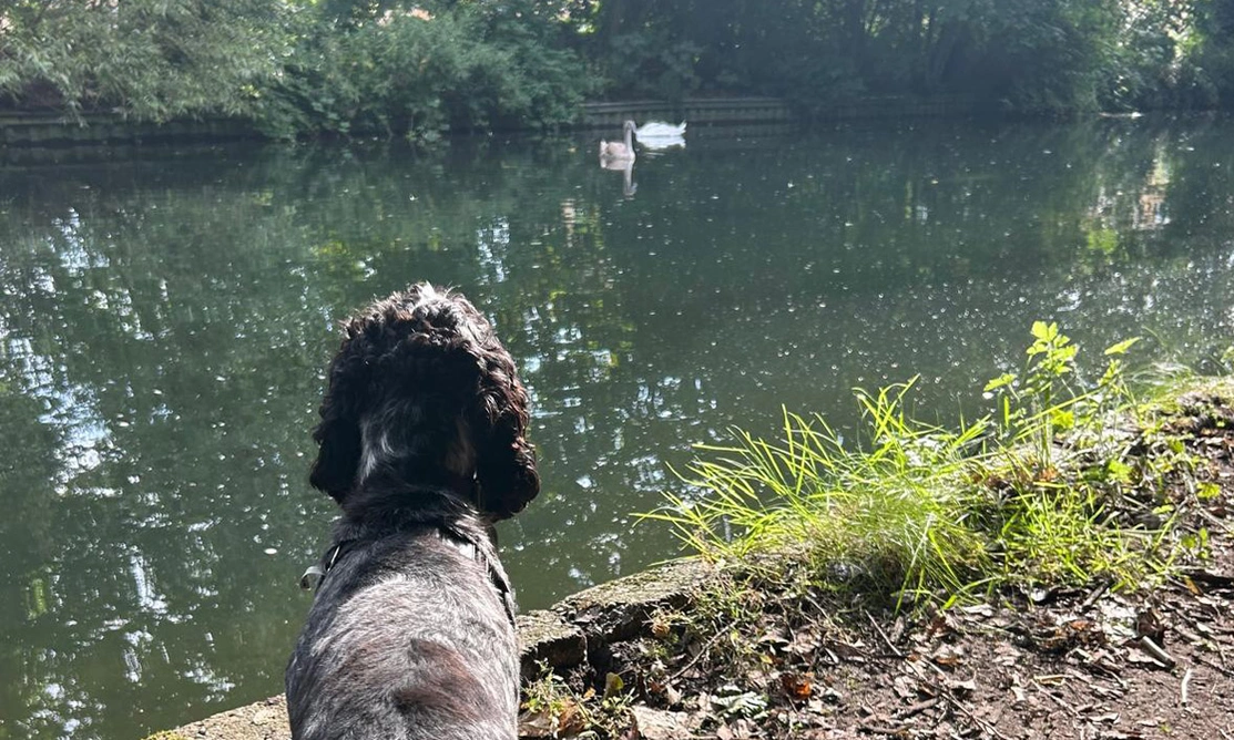 Blue roan spaniel in front of pond watching swans