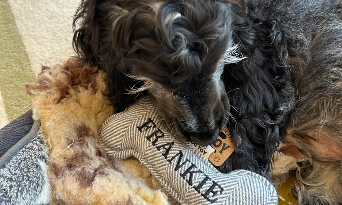 Blue roan spaniel sleeping with bone shaped toy with the words 'Frankie' printed on it