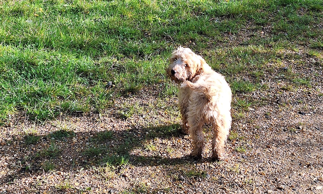 Golden Cockapoo standing on a grassy path looking behind him at the camera