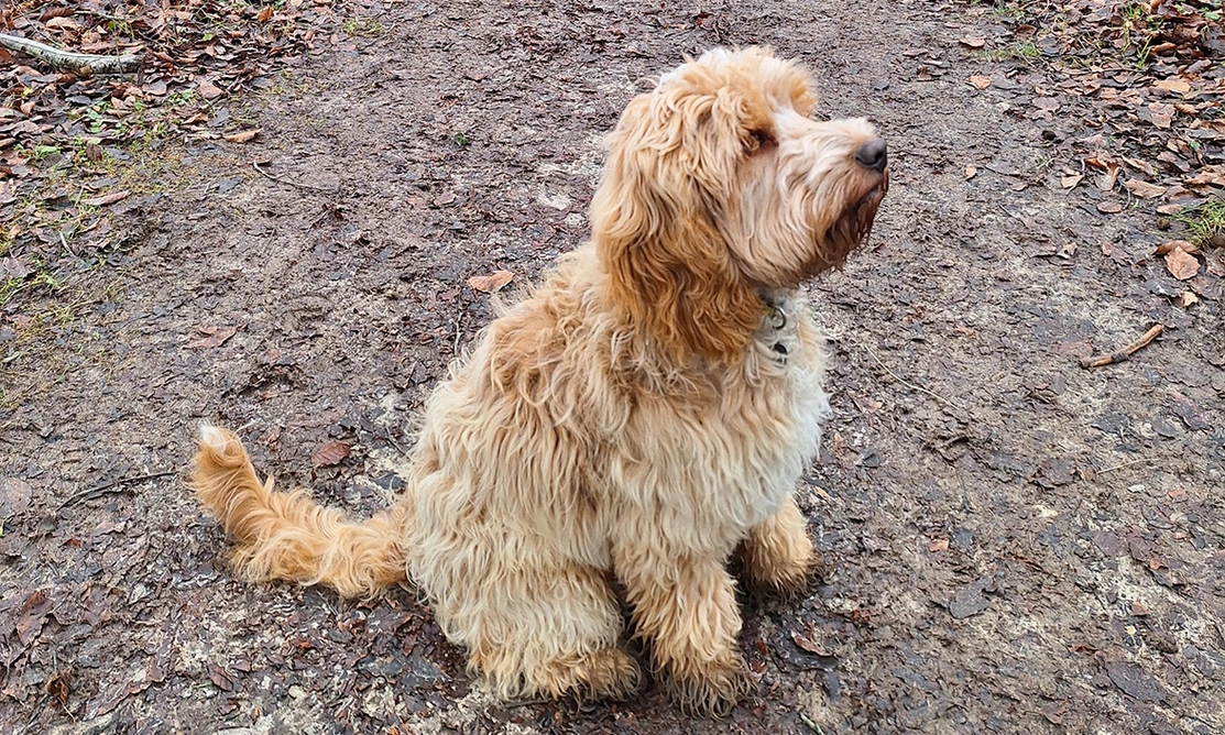 golden Cockapoo sitting on woodland path