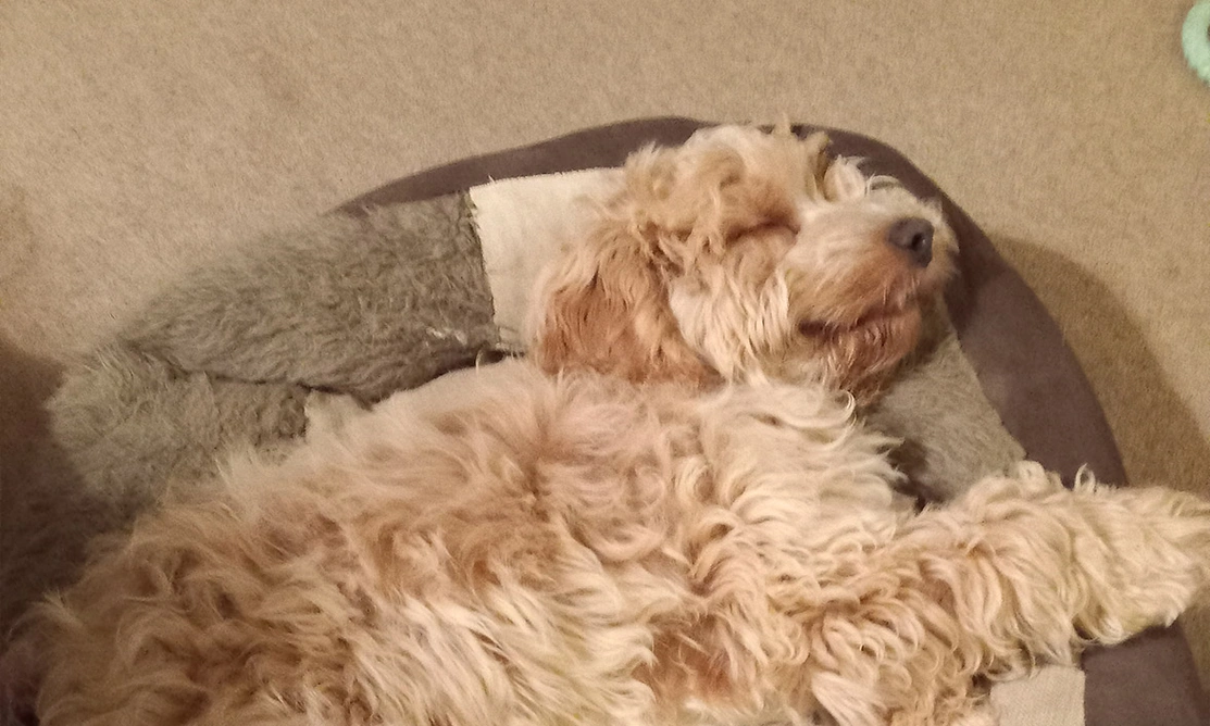 Fluffy golden Cockapoo sleeping in bed and smiling