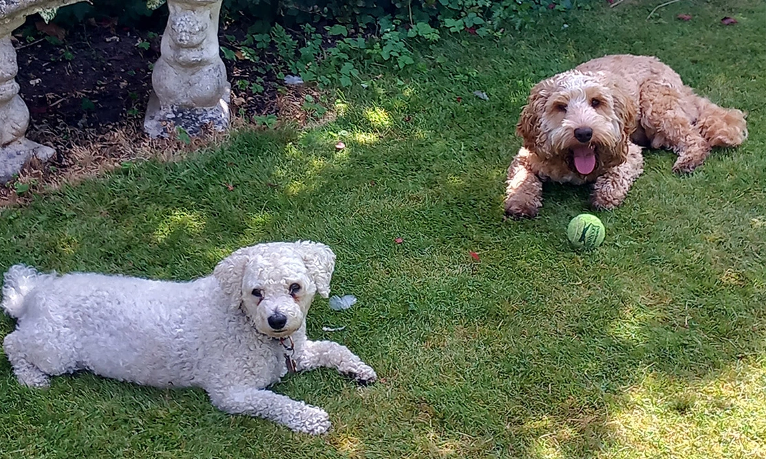 White fluffy dog laying next to golden cockapoo in garden