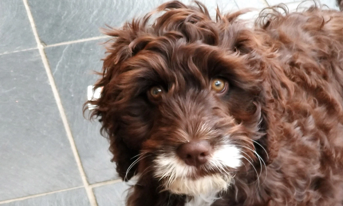 Fluffy Brown Cockapoo with white chin