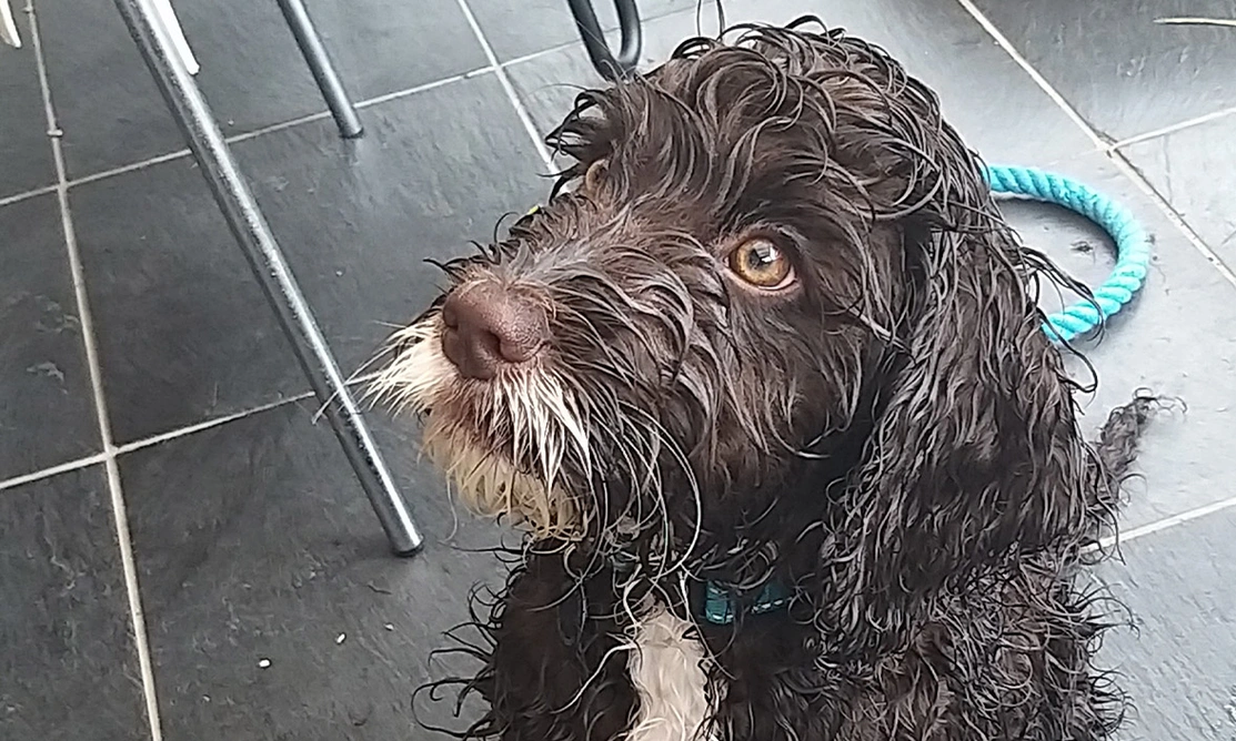 Brown Cockapoo puppy with wet fur