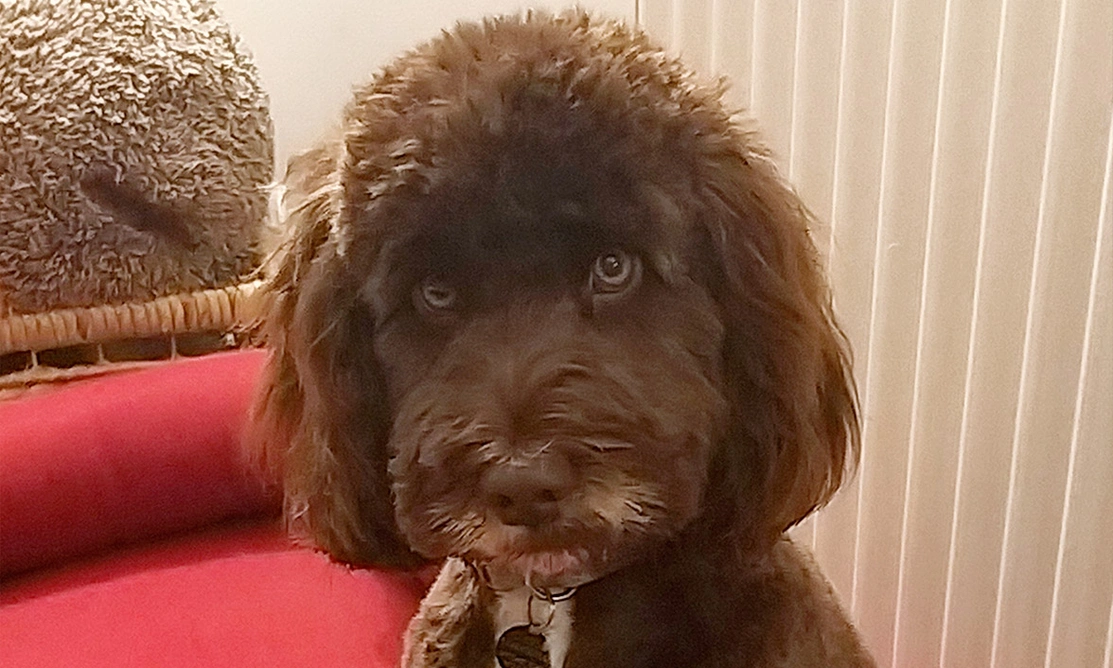 Brown Cockapoo sitting in red bed