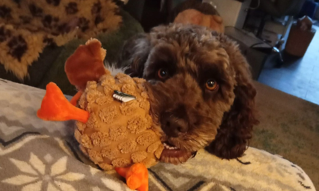 Brown Cockapoo with cuddly toy in mouth