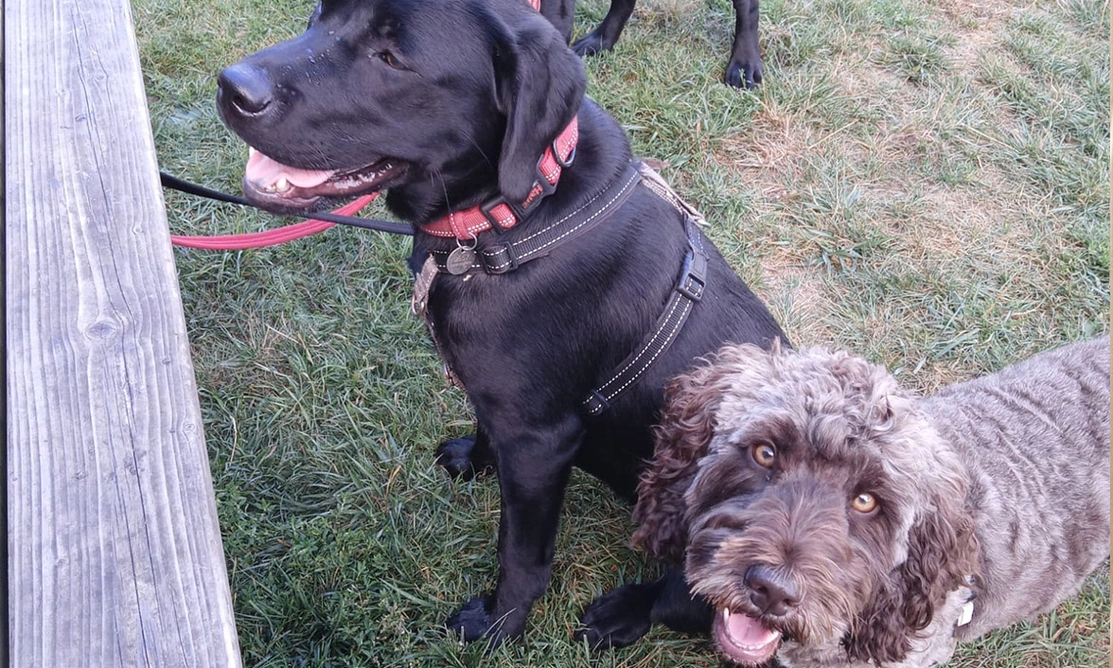 Black Labrador sitting next to brown Cockapoo