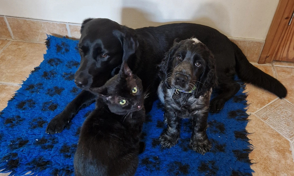 Black Labrador, black cat, and blue roan spaniel all sat together on a fluffy mat