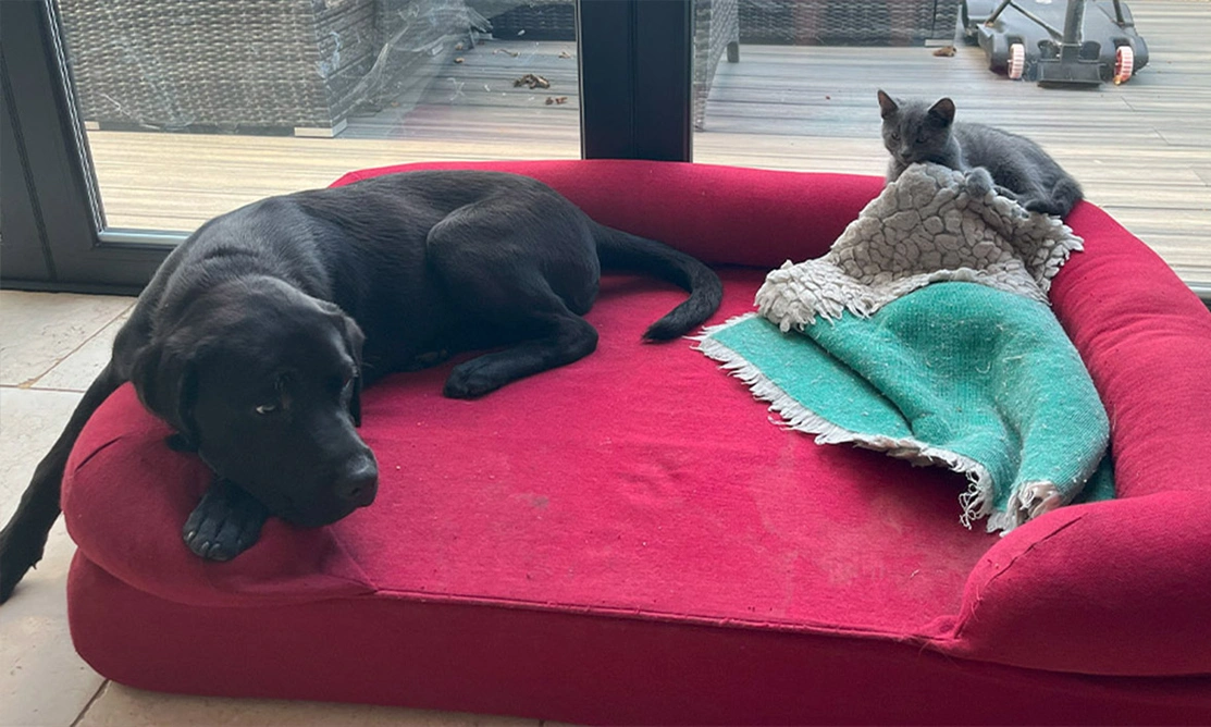 Black Labrador laying next to grey cat on bed