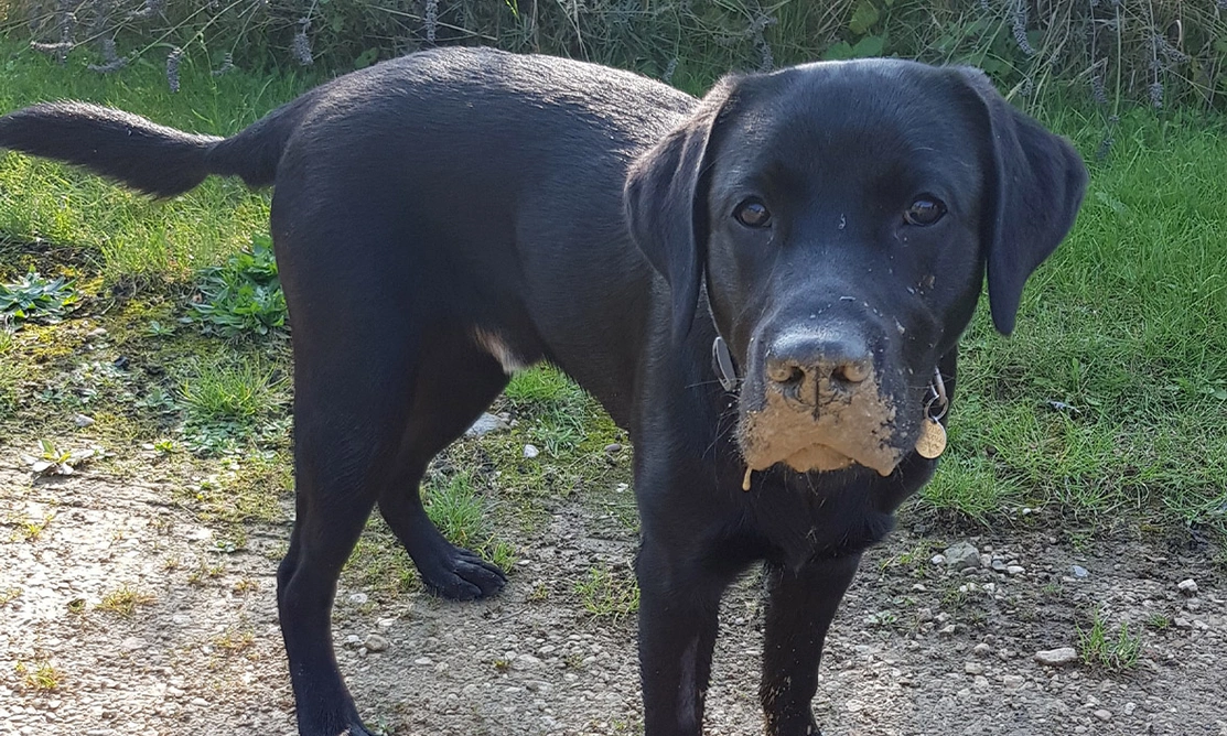 Black Labrador with its face covered in mud
