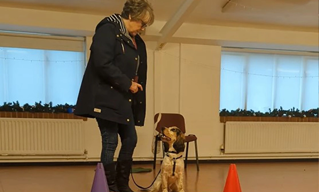 Lady and spaniel walking side by side at agility class