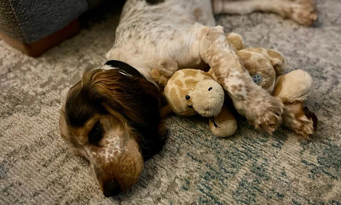 Sleeping sable spaniel cuddling giraffe toy