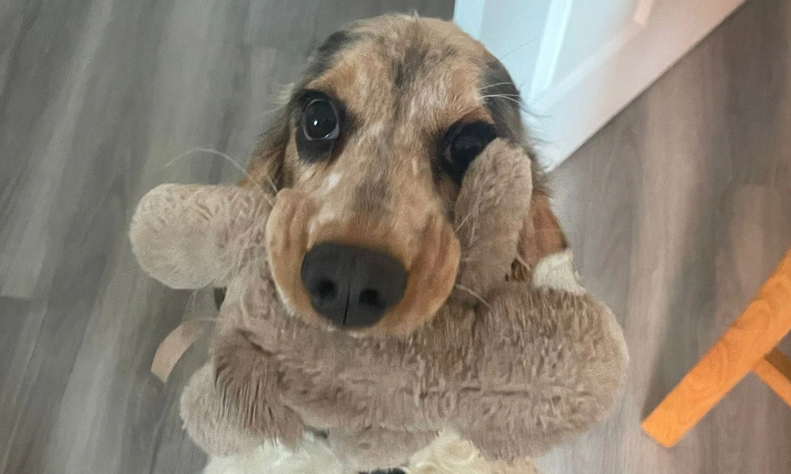 Sable spaniel holding cuddly toy in mouth