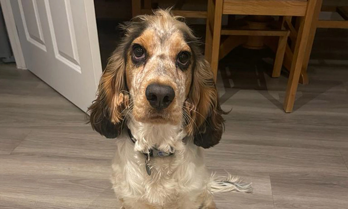 Sable spaniel sitting on wooden floor looking directly at the camera