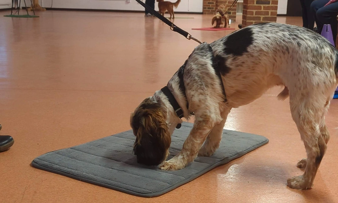 Spaniel sniffing treat on mat at puppy class