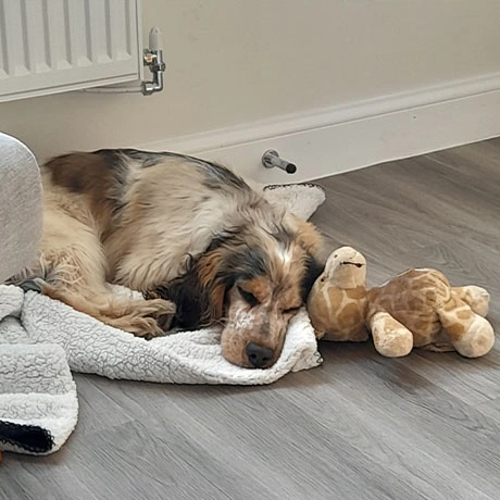 Noah asleep with a giraffe cuddly toy