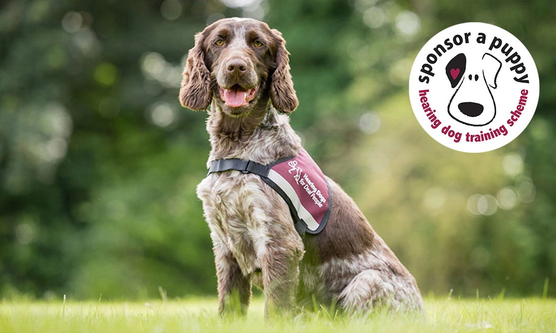 Chocolate roan spaniel sitting on grass wearing hearing dogs jacket