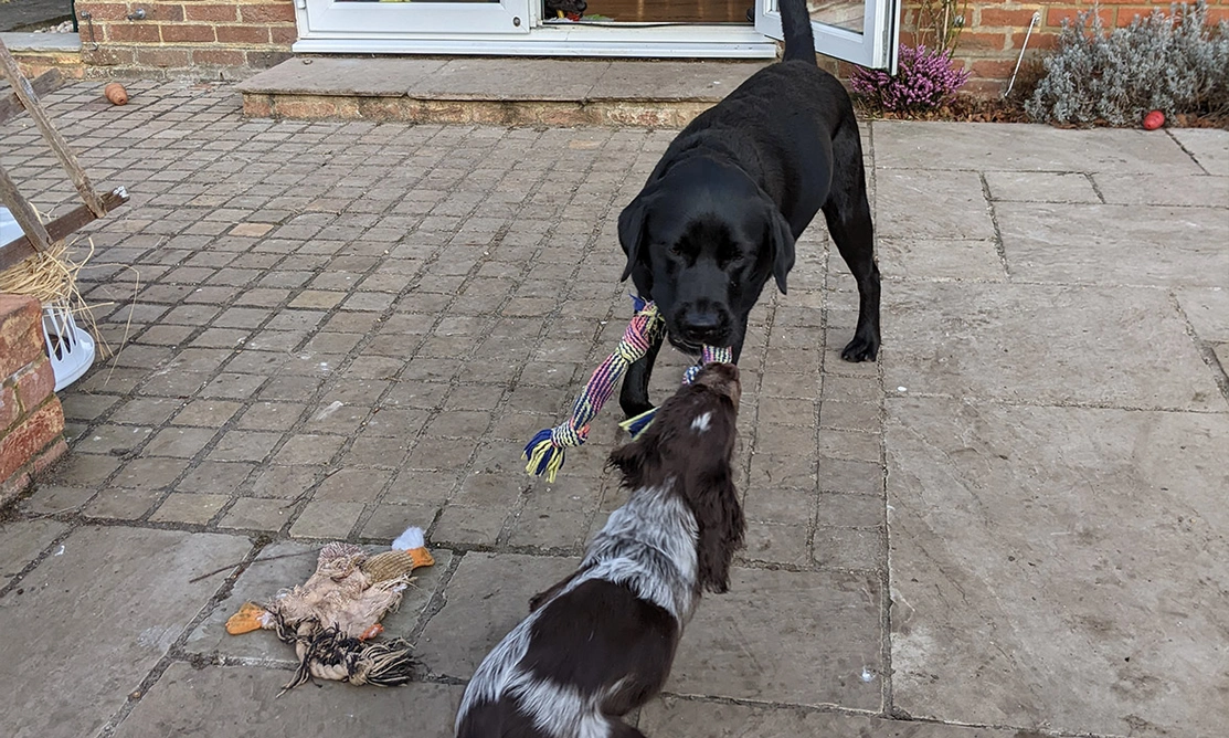 Black Labrador playing tug with chocolate roan spaniel