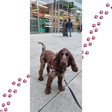Chocolate roan spaniel standing outside shops