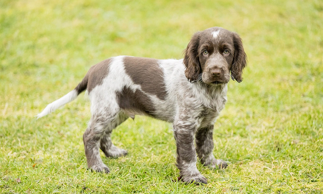 Chocolate roan spaniel puppy standing on grass