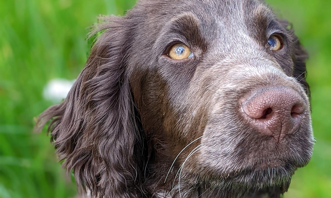 Close up of a chocolate roan spaniel