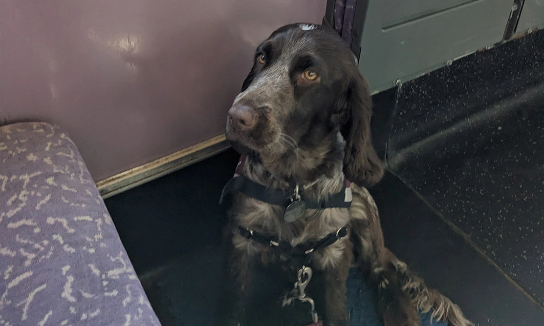 Chocolate roan spaniel sitting on bus