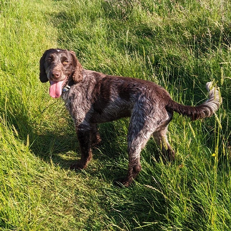 Chocolate roan spaniel standing in grass