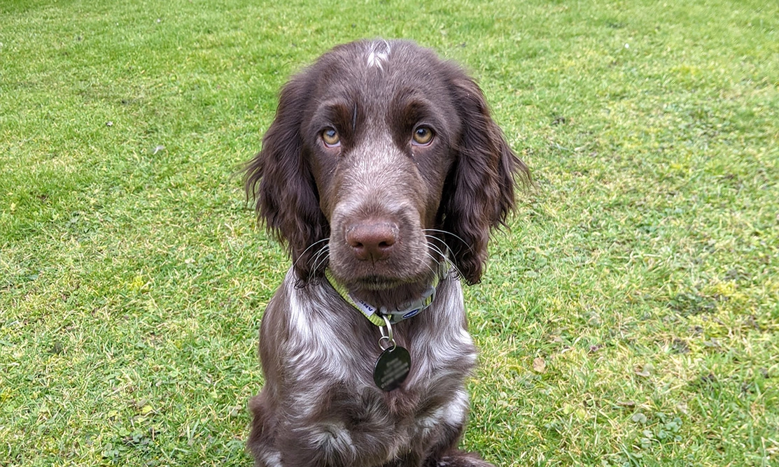 Chocolate roan spaniel sitting on grass