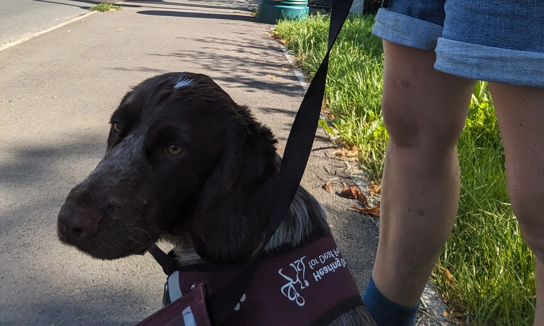 Chocolate roan spaniel sitting and waiting at bus stop on lead