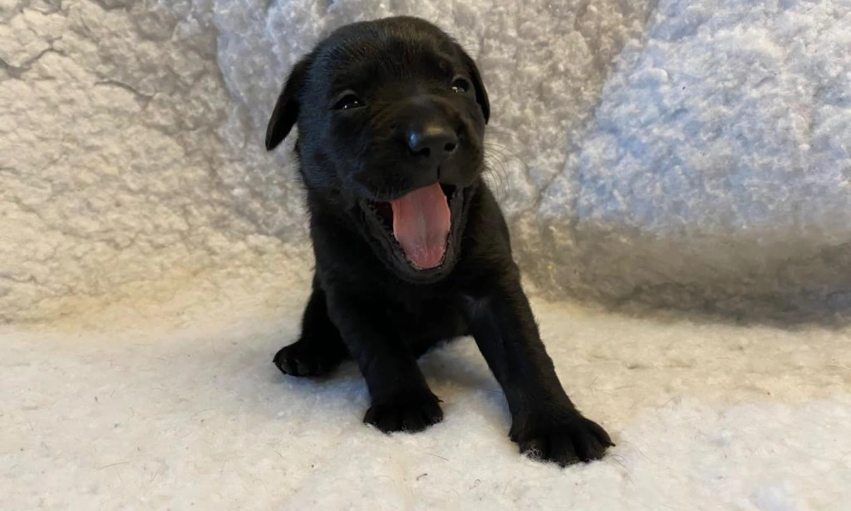 A small labrador puppy yawning and just about opening his eyes