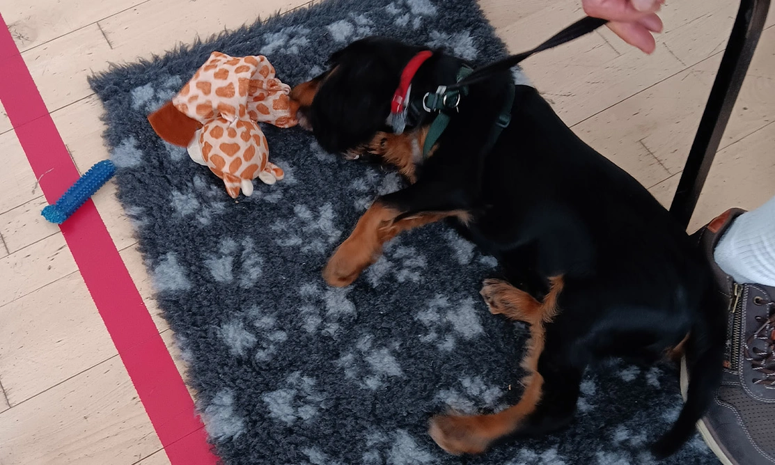 Black and tan spaniel settling on a rug