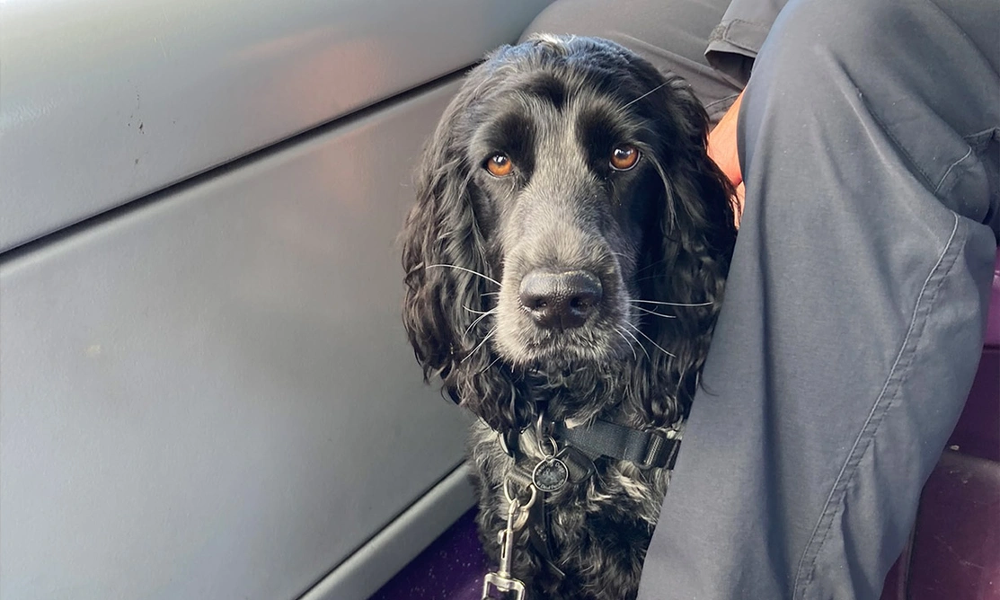 Blue roan spaniel sitting on bus