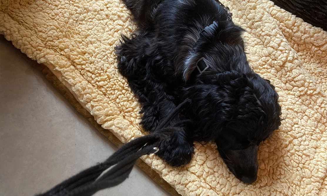 Black spaniel sleeping on fluffy mat