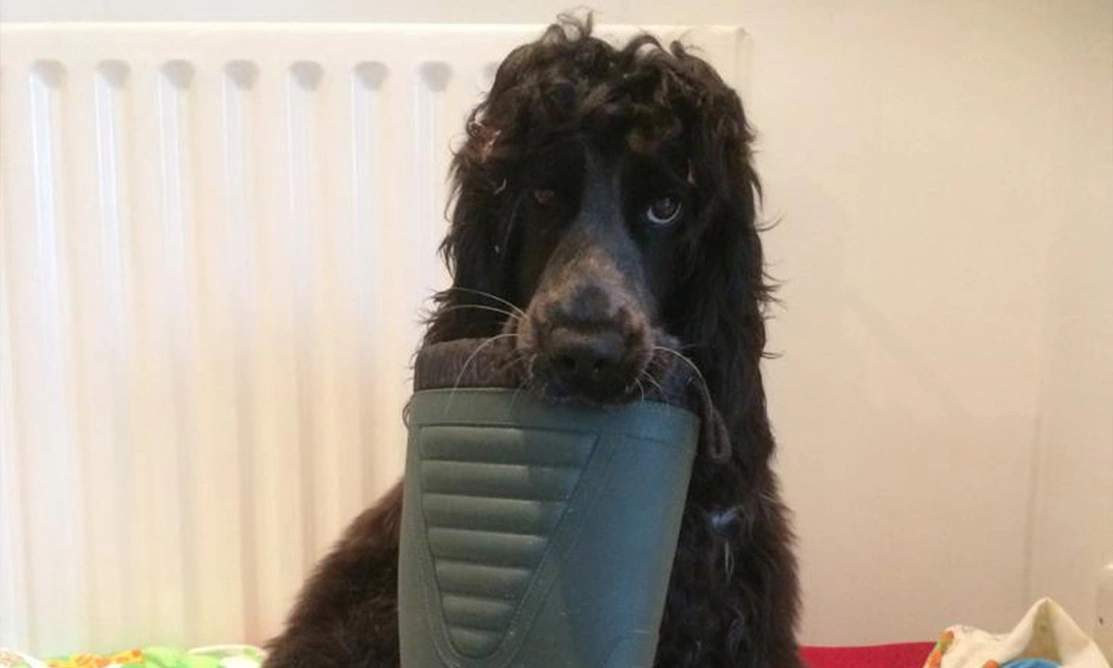 Black spaniel with wellington boot in mouth