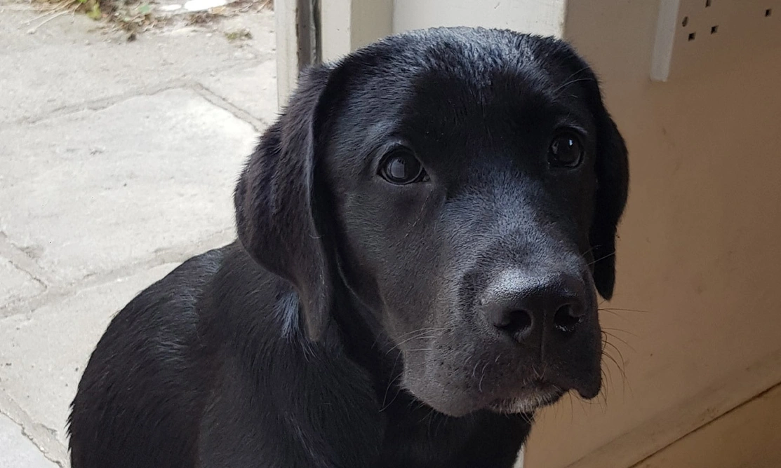 Black Labrador sitting looking at camera