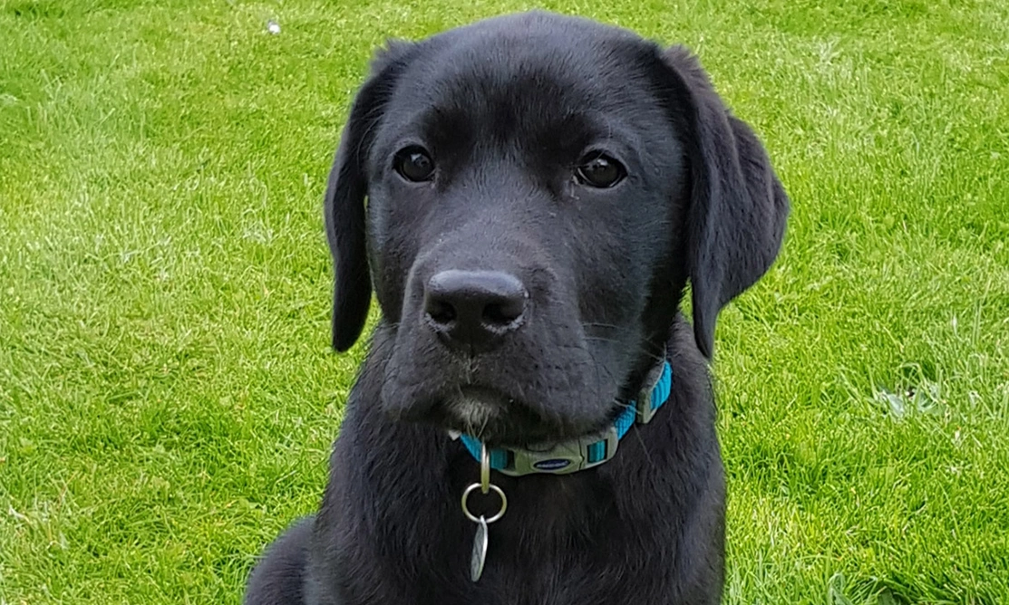 Black Labrador puppy sitting on grass