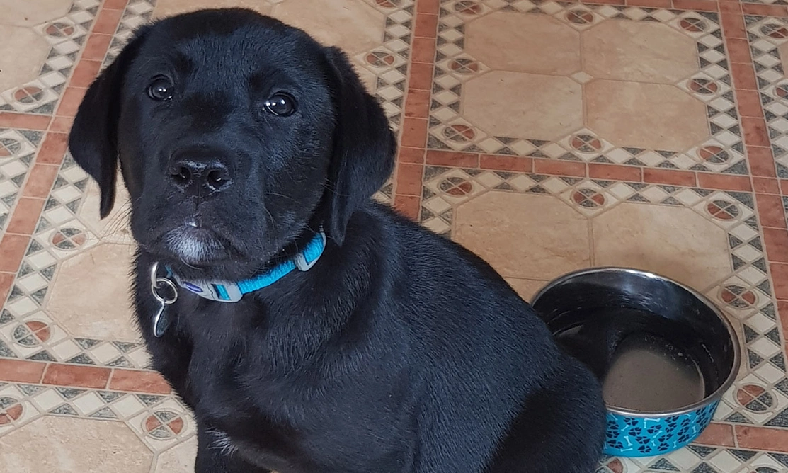 Black Labrador puppy sitting with tail in water bowl