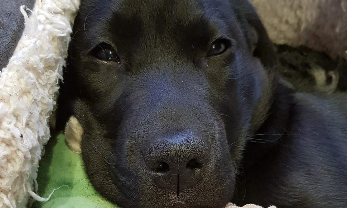 Closeup of a Black Labrador looking comfy in bed