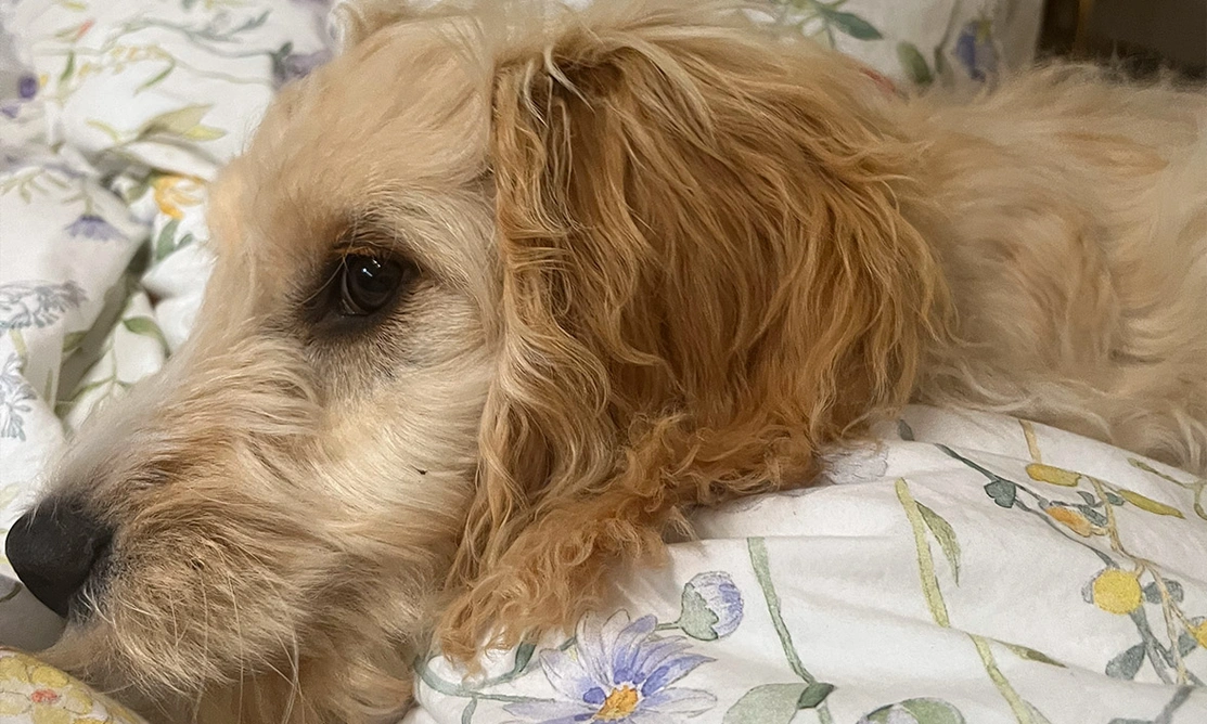 Golden Cockapoo with head resting on soft floral bedding