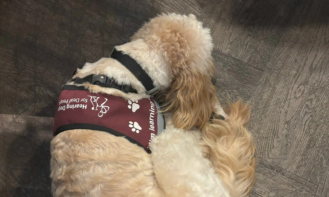 Apricot Cockapoo settling on floor wearing burgundy Hearing Dogs training jacket
