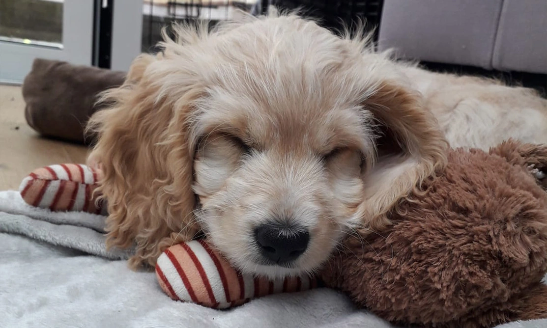 Golden Cockapoo sleeping on cuddly toy