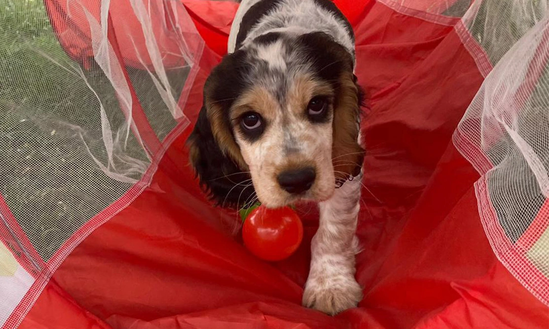 Spaniel puppy walking through play tunnel