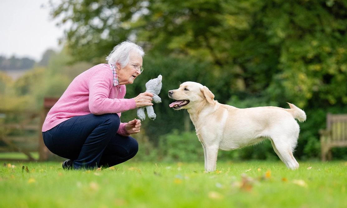 Older lady in pink jumper crouched down holding a toy next to yelllow Labrador