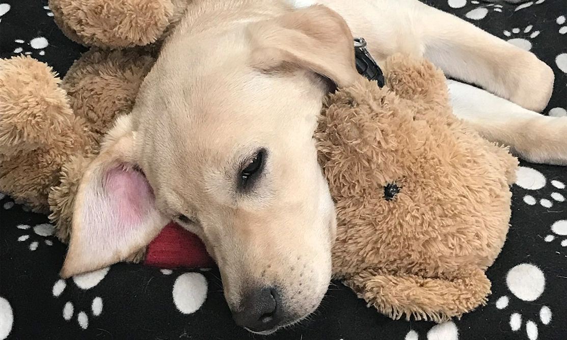 Yellow Labrador resting their head on a cuddly teddy